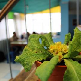 Host family plant stairs