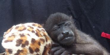 Rescued howler baby monkey Costa Rica