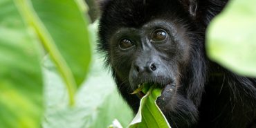 Volunteer with monkey research in Costa Rica