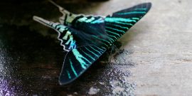 Massive butterfly Peru