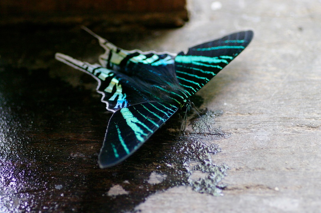 Massive butterfly Peru