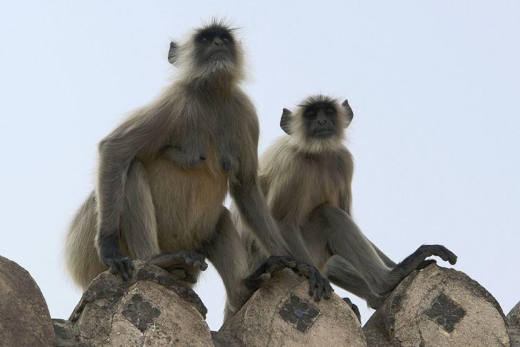 Human Langur monkeys in India