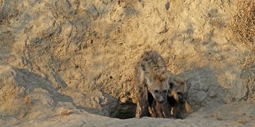 Considerations for a Wildlife-friendly Diet: