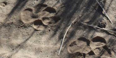 Hyena footprints at Neuras in Namibia