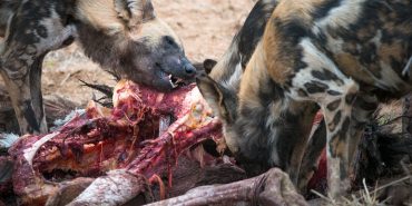 African painted dog eating carcass in Namibia