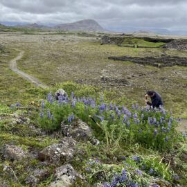 Volunteering in Iceland's national parks