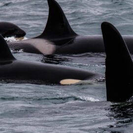 Volunteering in Iceland's national parks