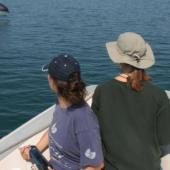 Dolphin Research Project, Greece