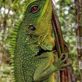 Iguana in Ecuador