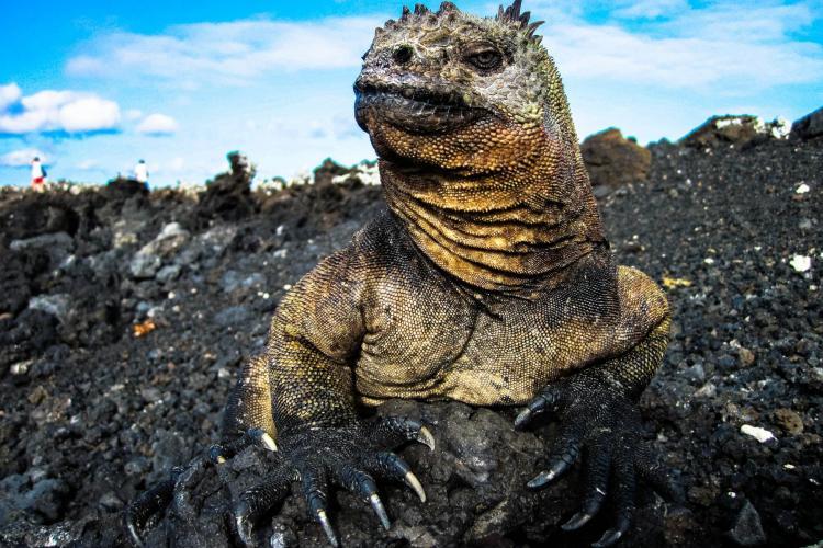 Galapagos Iguana