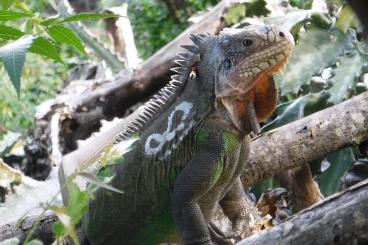 Iguana on Statia