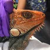 Wildlife Rescue Conservation Internship, Costa Rica