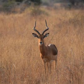 Impala in South Africa