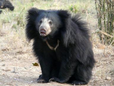 Sloth bear in India