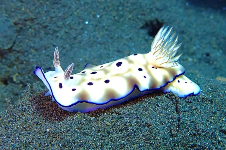 White sea slug with black spots on sea floor