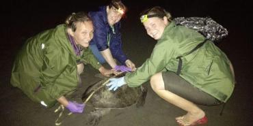 Volunteers measuring turtle