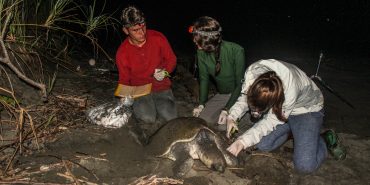 Volunteers tagging sea turtle