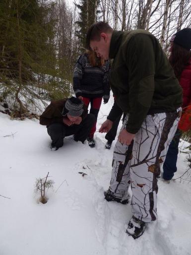 Volunteers tracking wolves in Slovakia