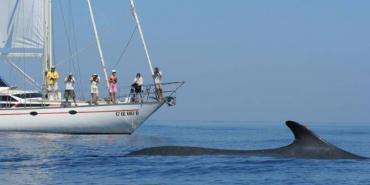 Fin whale next to boat in Italy