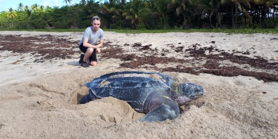 Leatherback turtle on the beach with volunteer sitting behind it