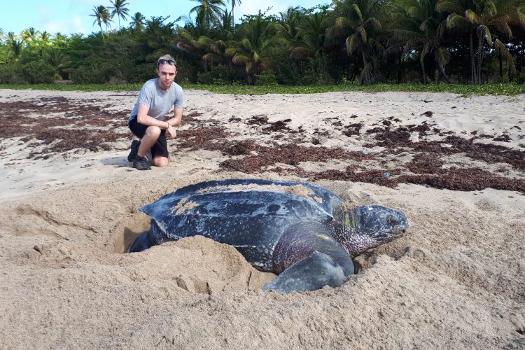 Leatherback turtle on the beach with volunteer sitting behind it