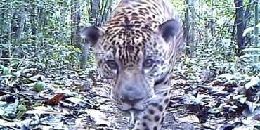 Weird and wonderful rainforests: