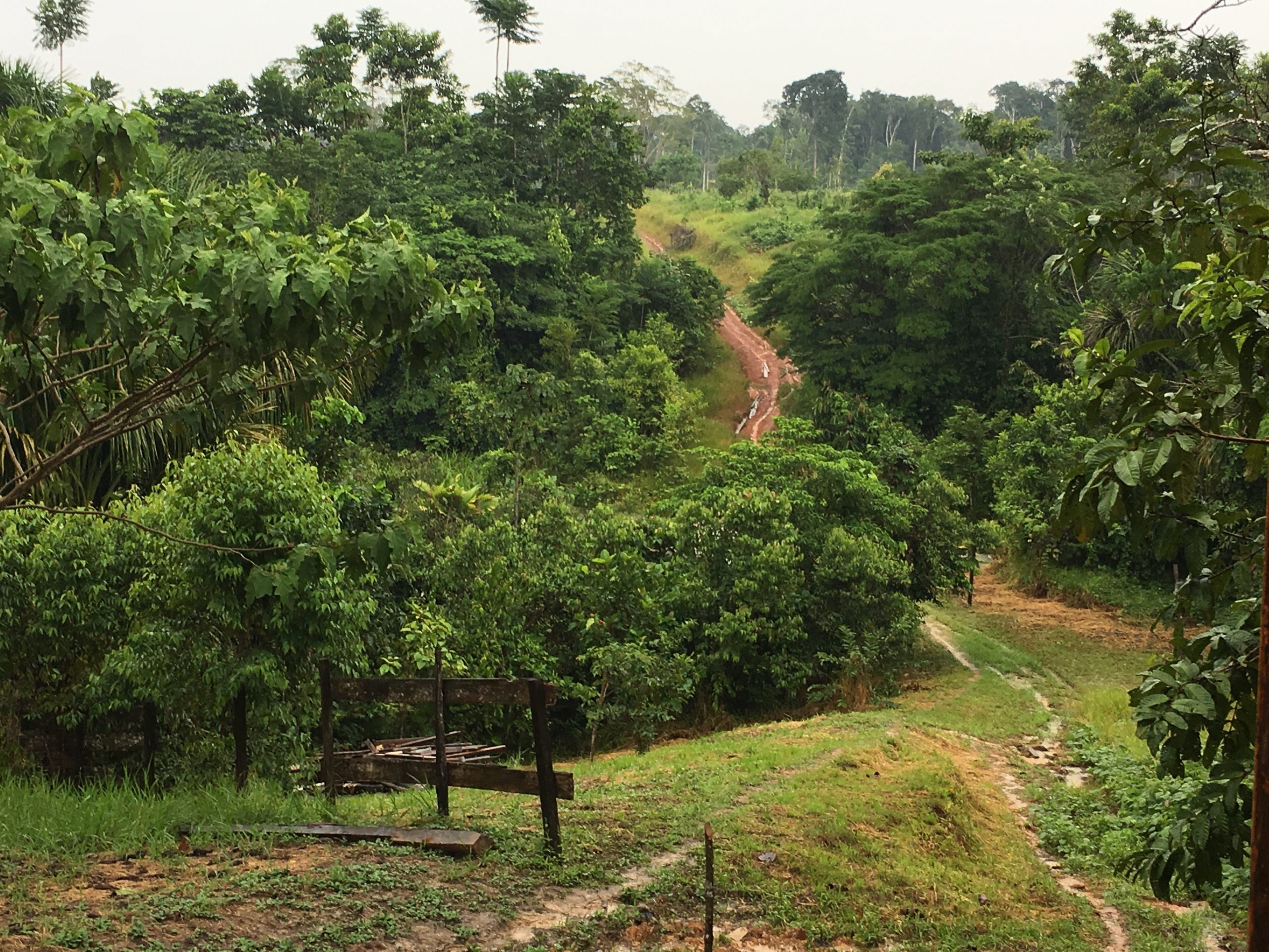 Rainforest views Peru