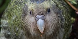 Kakapo Bird New Zealanad