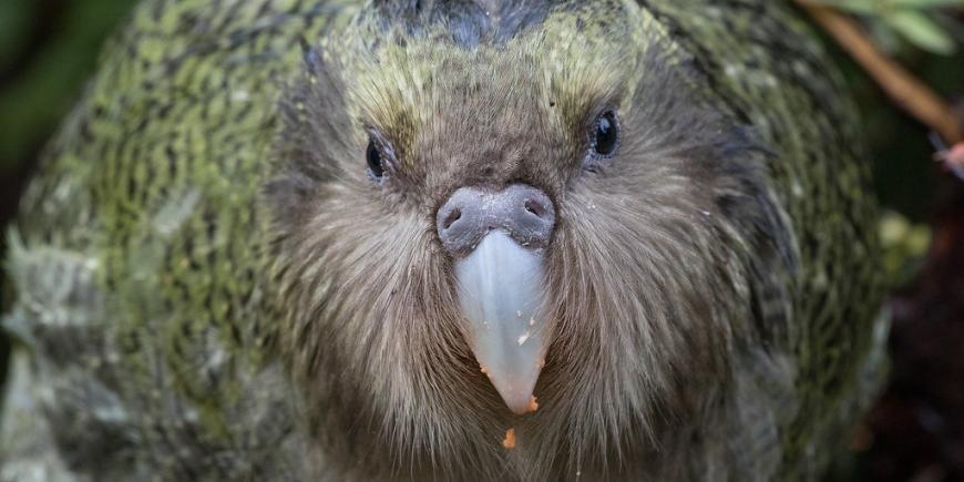 Kakapo Bird New Zealanad