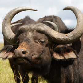 Volunteer at Kariega Game Reserve in South Africa