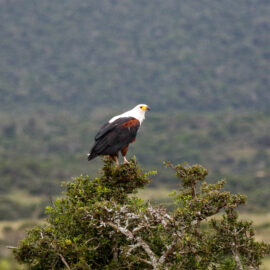 Volunteer at Kariega Game Reserve in South Africa
