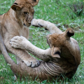 Volunteer at Kariega Game Reserve in South Africa