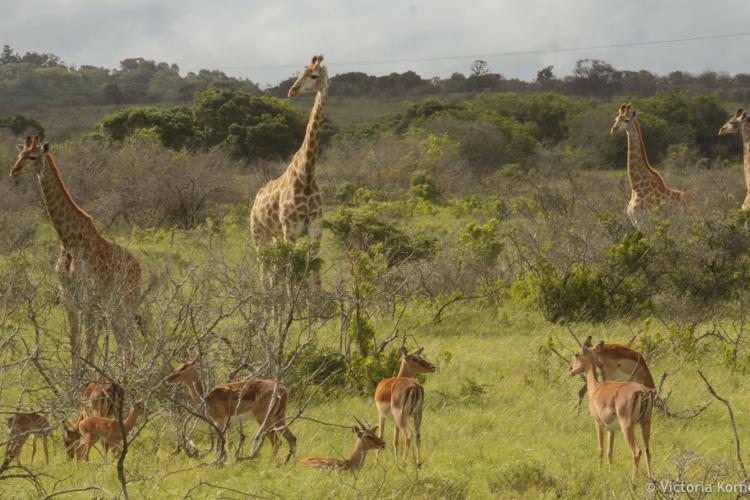 Giraffe and impalas on the savannah at Kariega Game Reserve