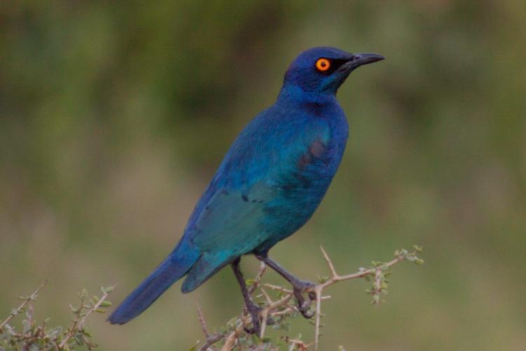 Glossy starling in South Africa