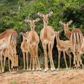 Volunteer at Kariega Game Reserve in South Africa