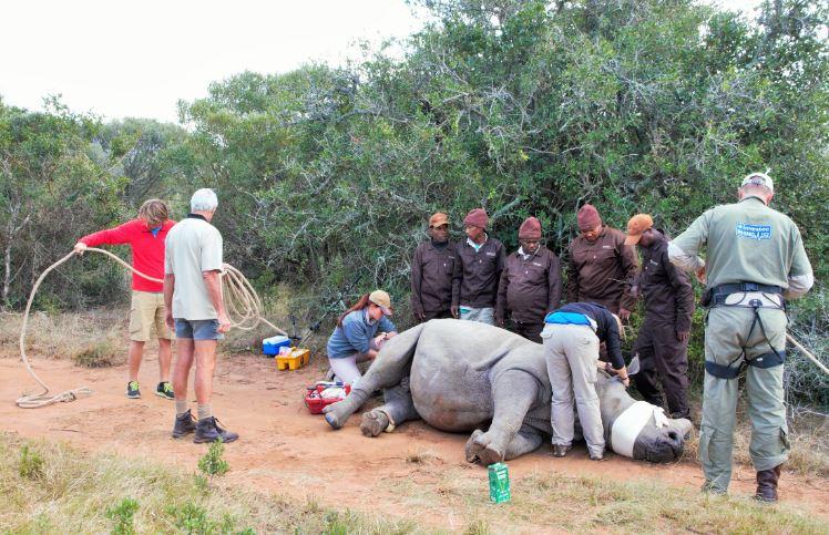 Roland volunteer at Kariega Game reserve