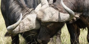 Volunteer at Kariega Game Reserve in South Africa