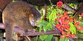 Katie the Cuscus like flowers