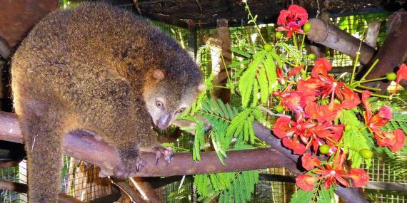 Katie the Cuscus like flowers