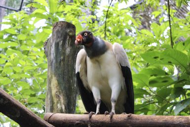 king vulture