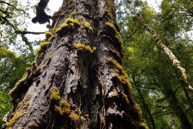 Tree trunk of tall native tree with moss on it