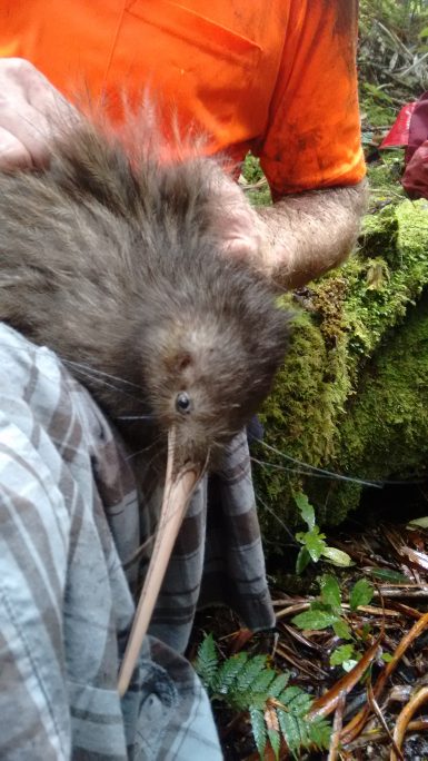 Volunteer holding kiwi bird New Zealand