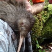 Laura McClintock, Canada