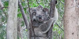 Koala in Australia