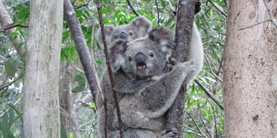 Koala in Australia