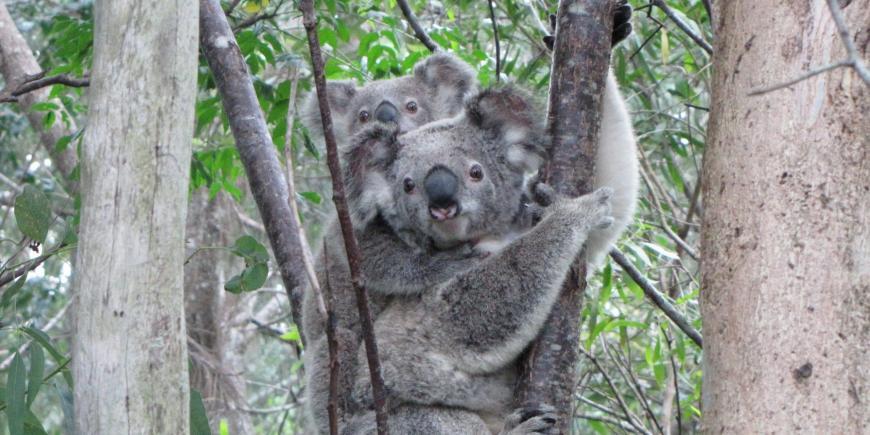 Koala in Australia
