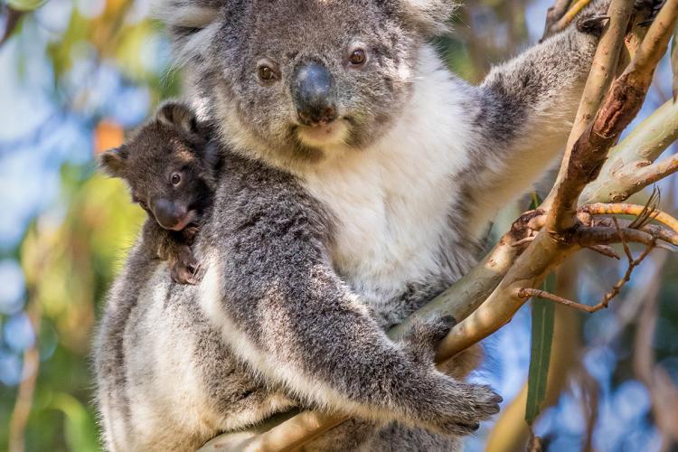 Koala on branch in Australia