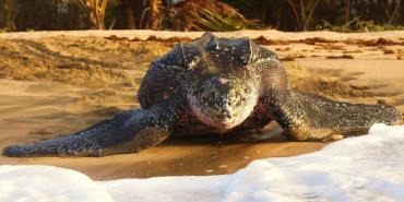Leatherback head on photo Grenada