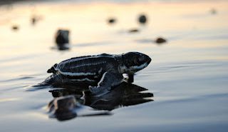 Leatherback baby turtle hatchling