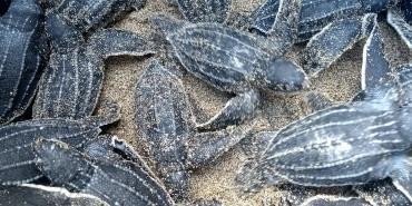 Conservation Threats